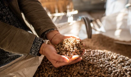 main qui tient du pellet